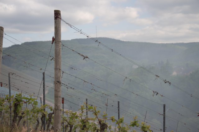 Flaechenbrand Wiltingen 14_05_16_whrc (4)